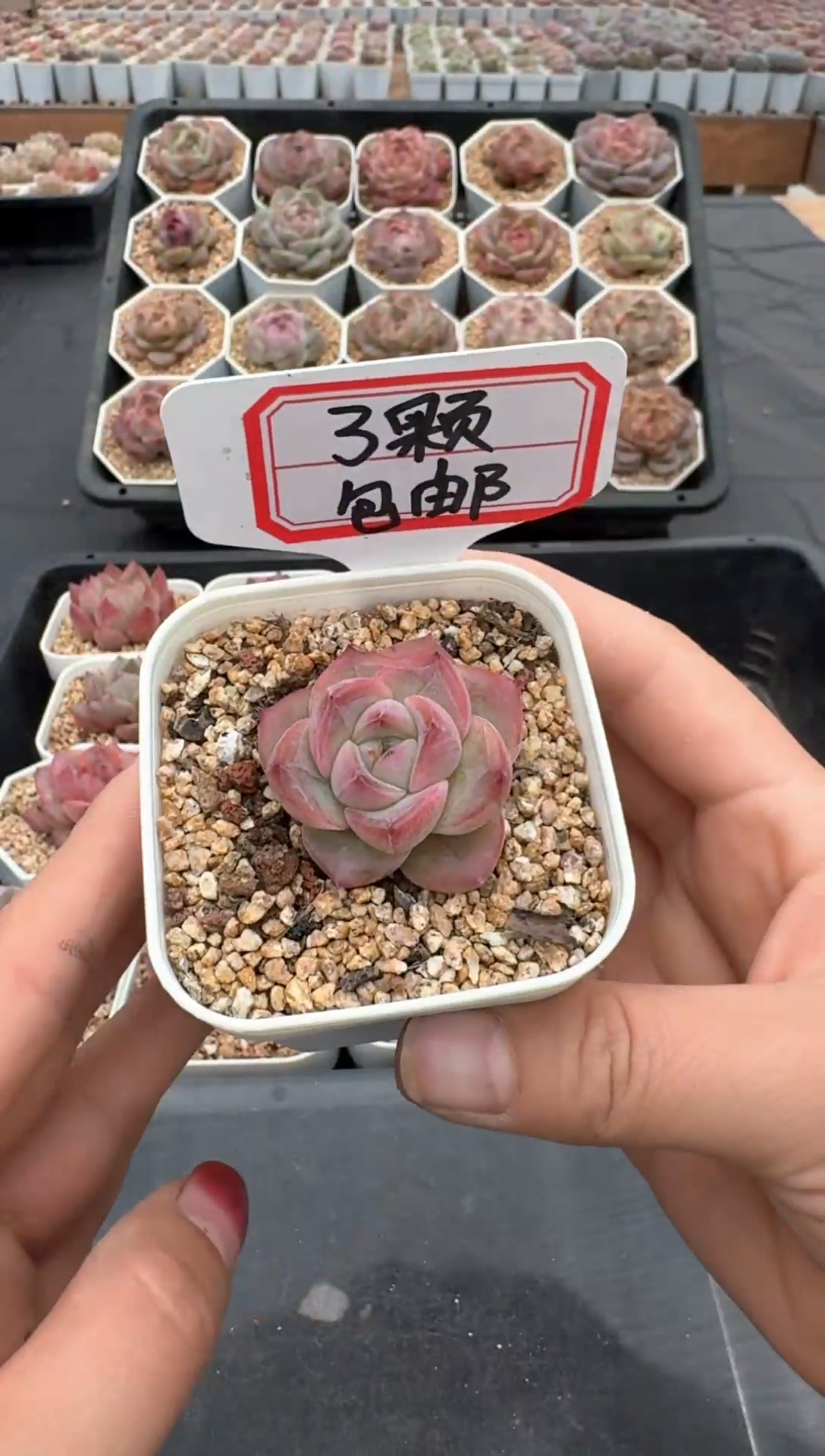 【闪购商品】639号 珍妮杂交多肉 花卉植物