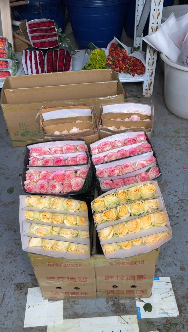 香槟20枝+艾沙20枝+粉红20枝