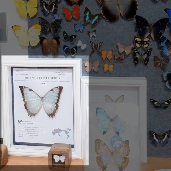 花冠闪蝶A1带框成品