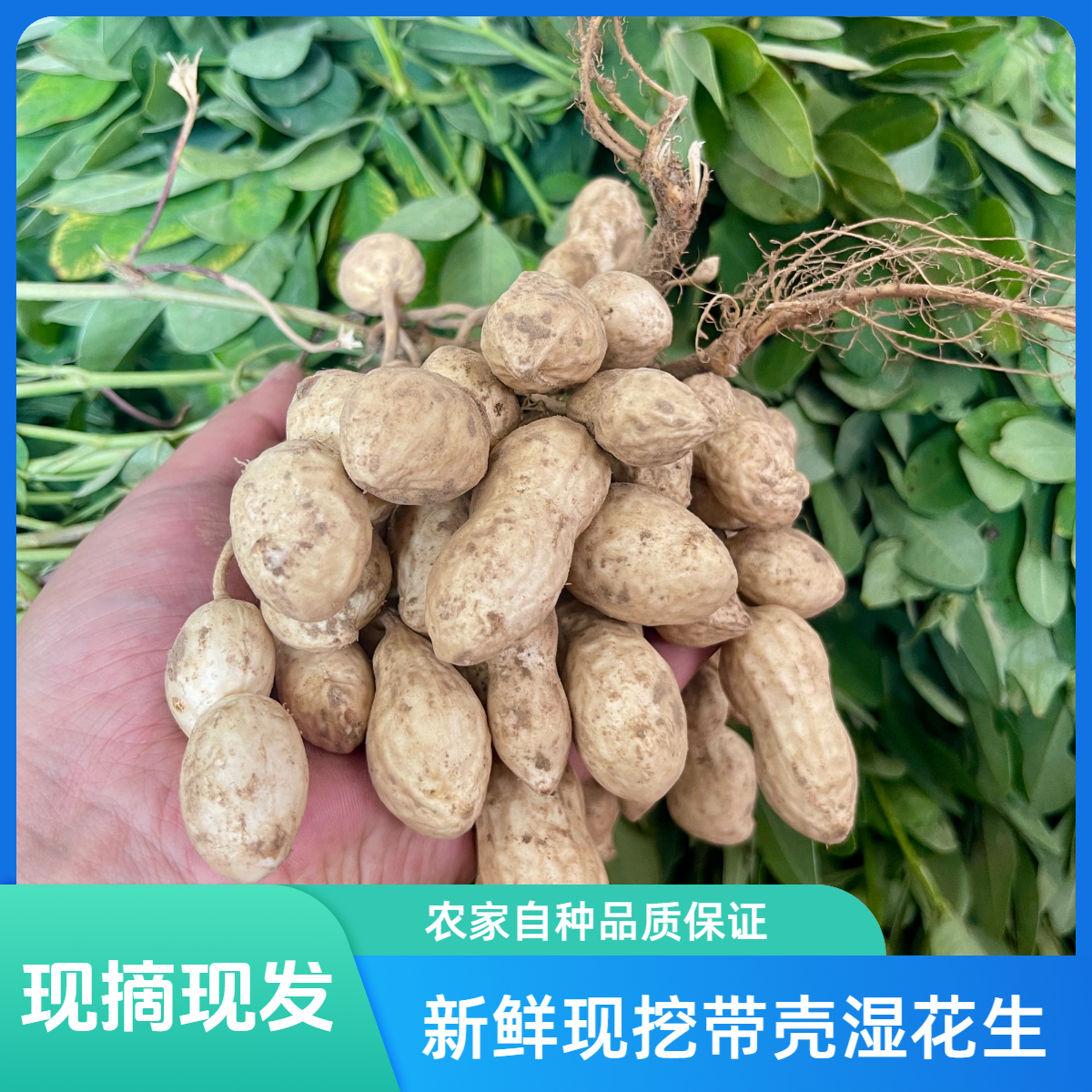 今年新鲜现挖带壳湿花生农家自种可水煮生吃粉皮花生