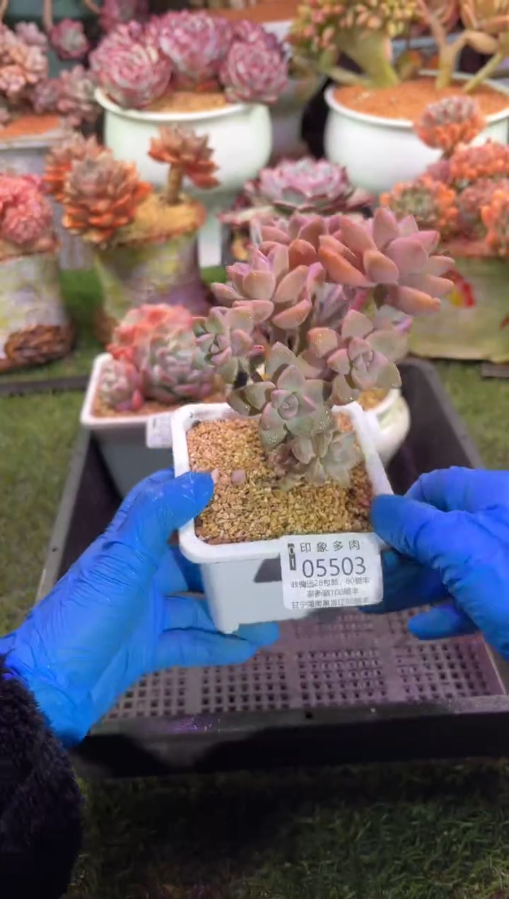 【闪购商品】05503