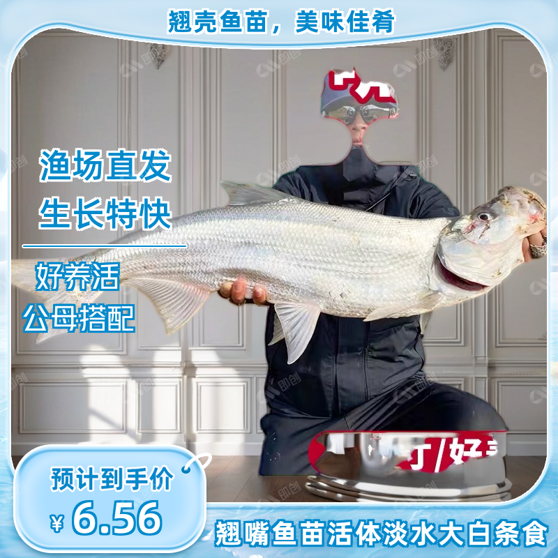 翘嘴鱼苗活体鱼苗刁条级翘米大白翘壳鱼特大优质鲌鱼路亚养殖嘴红