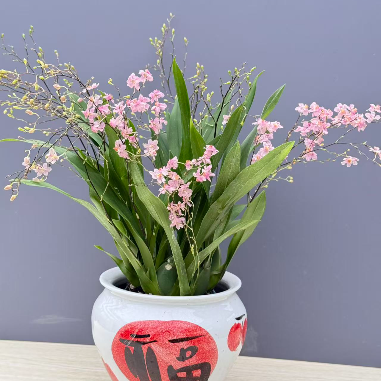 梦香兰，爆款光宗粉浓香花，基地直发