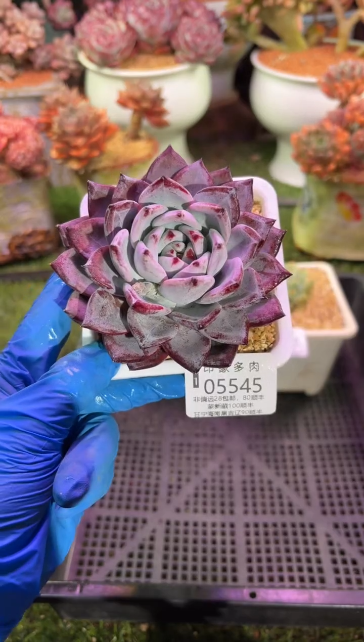 【闪购商品】05545