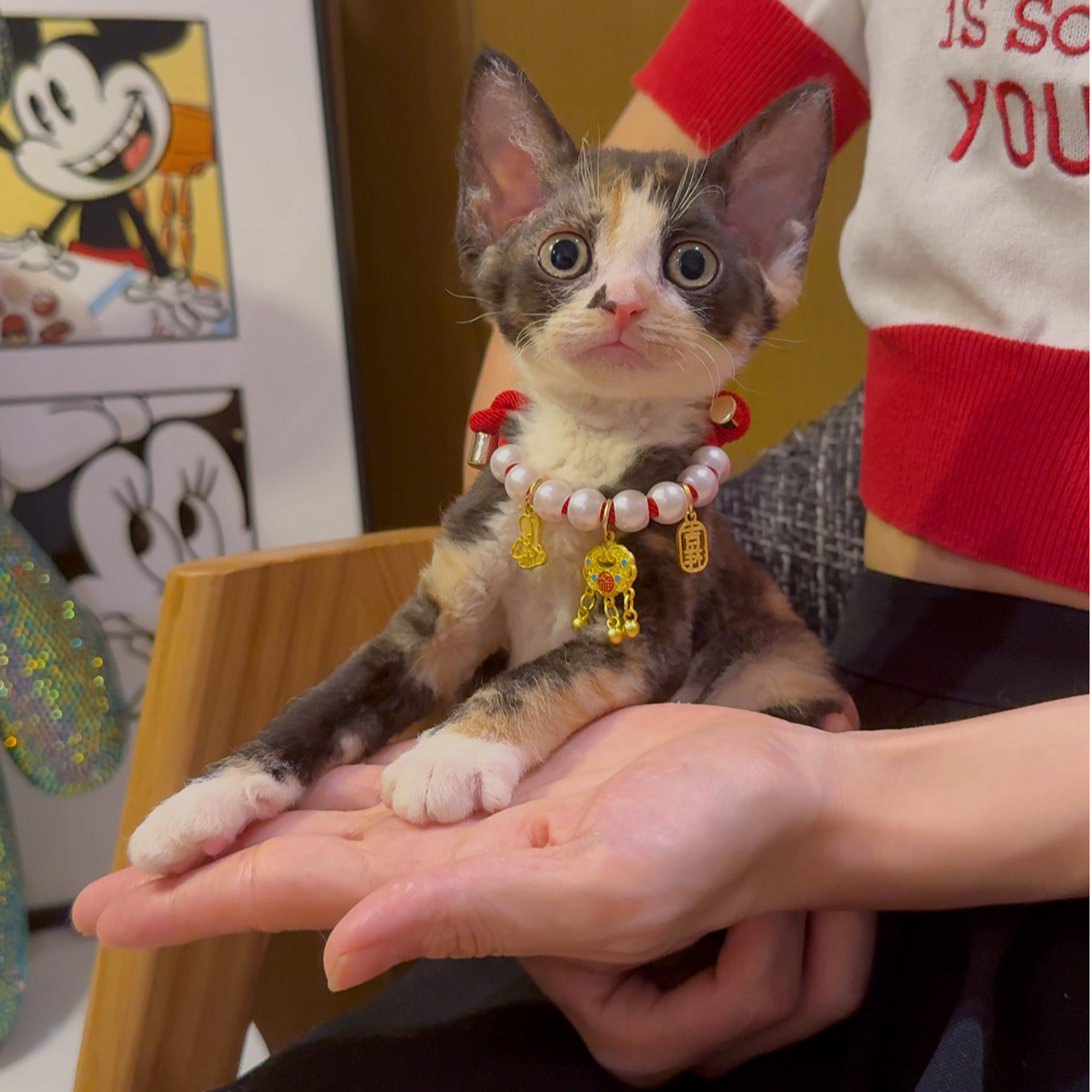 三花德文卷毛猫妹妹活体保健康