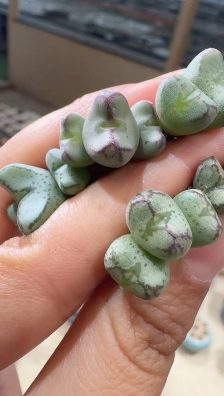 12-42多肉植物肉锥龙姬杂一颗