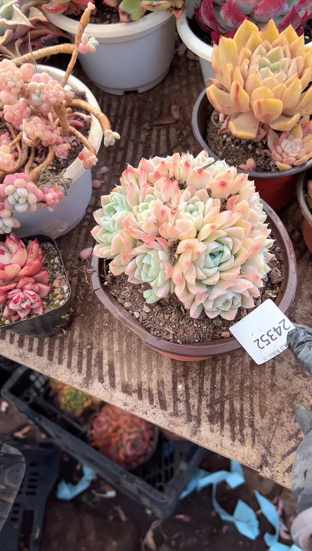 慢****。多肉植物一物一拍24352