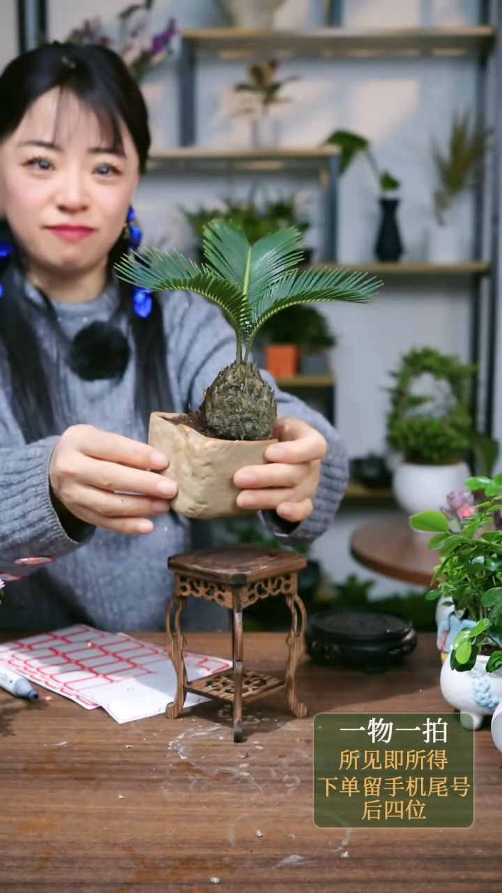 【闪购商品】68--5286铁树三
