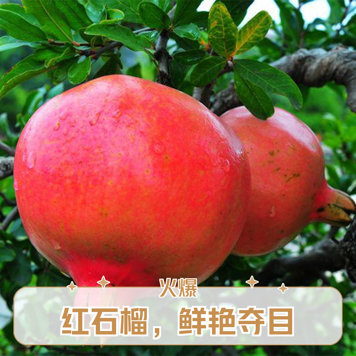 树界（突尼斯石榴）大果型易种植纯甜无酸原土发货自花授粉苗木