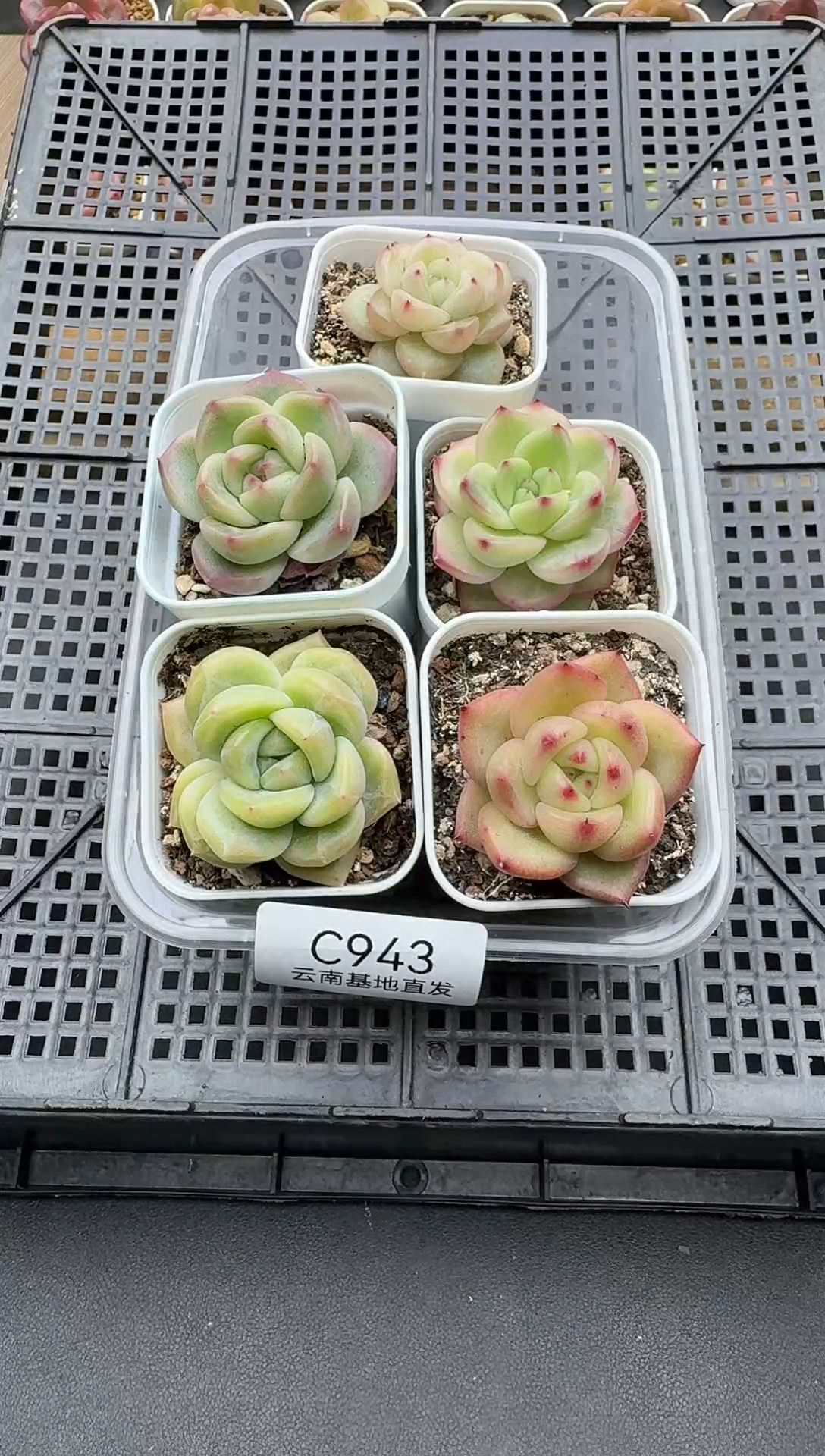 珍妮杂交多肉C943