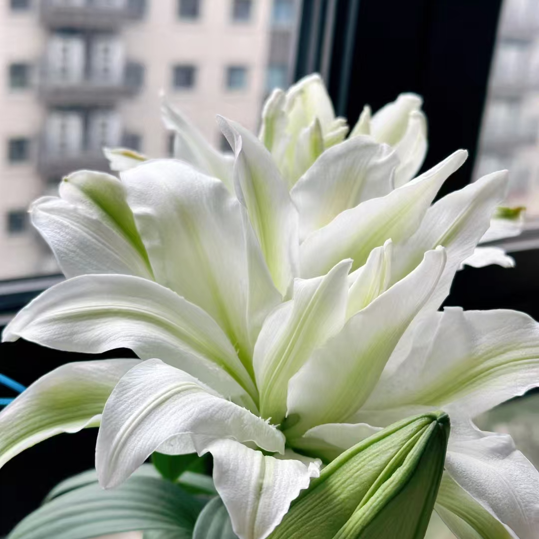 【优质鲜切花】艾莎 重瓣 香水百合 任意两单顺丰冷链包邮