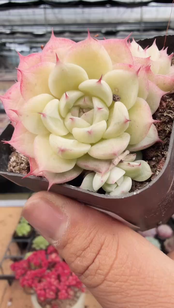 东云多肉园新款-211