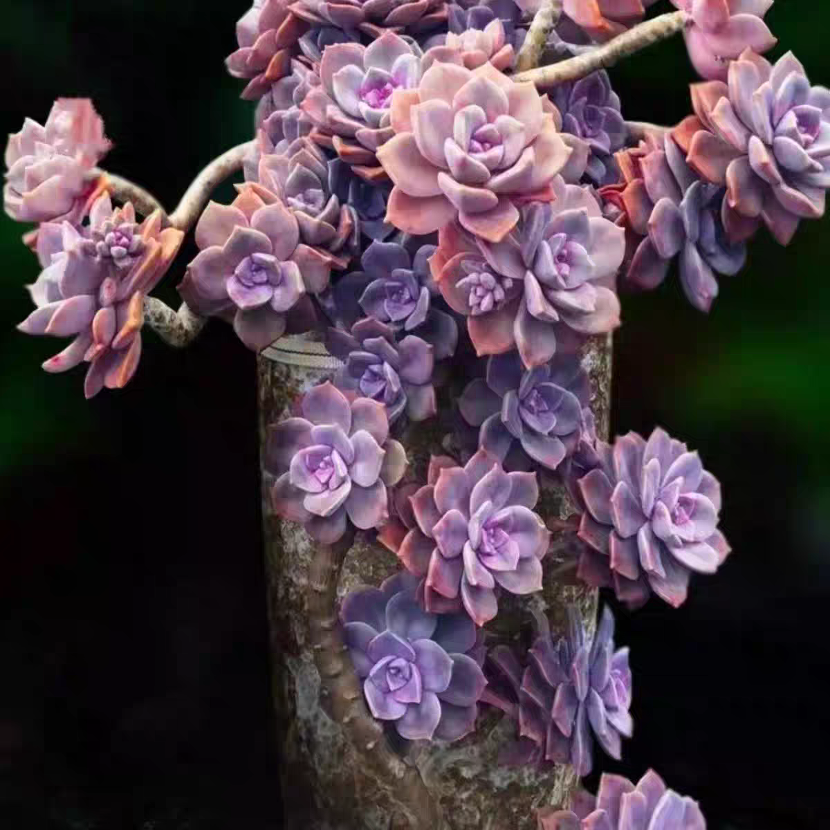 {老桩紫乐}  脱土发  新手好养活 室内外养 七姐多肉