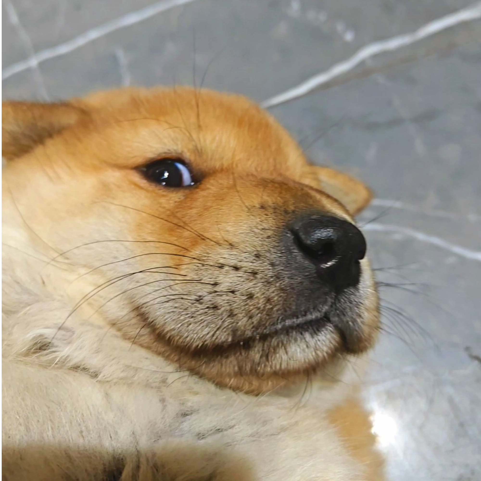 阿尔法（中华田园犬）-九黎