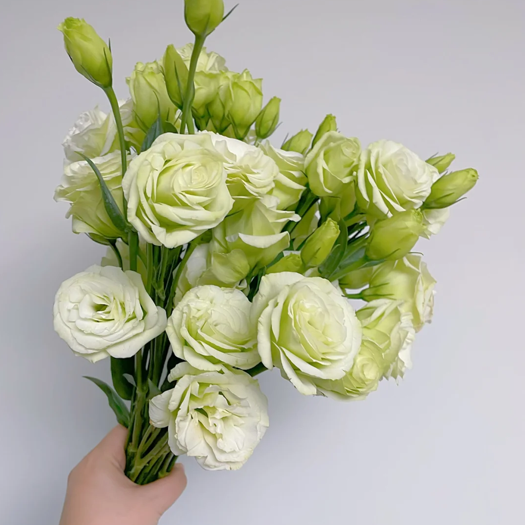 【绿色洋桔梗400g】花期长云南鲜花 全店任意两件包邮送货上门