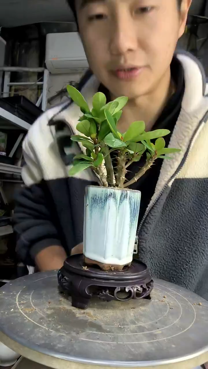 机**?中青园艺一物一拍274