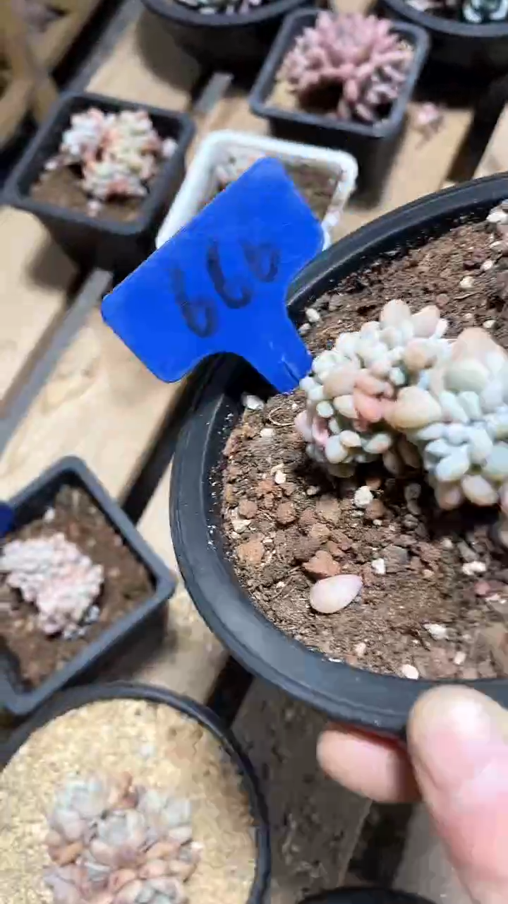 【闪购商品】666多肉