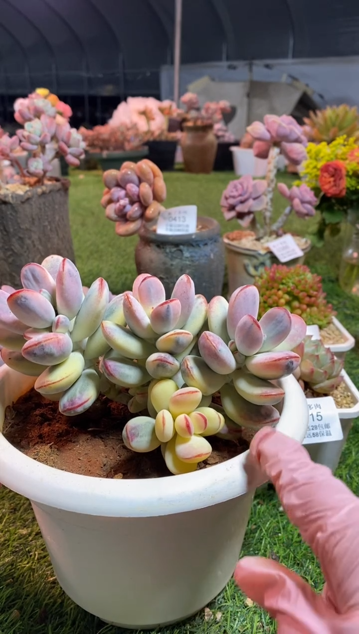 【闪购商品】0435a