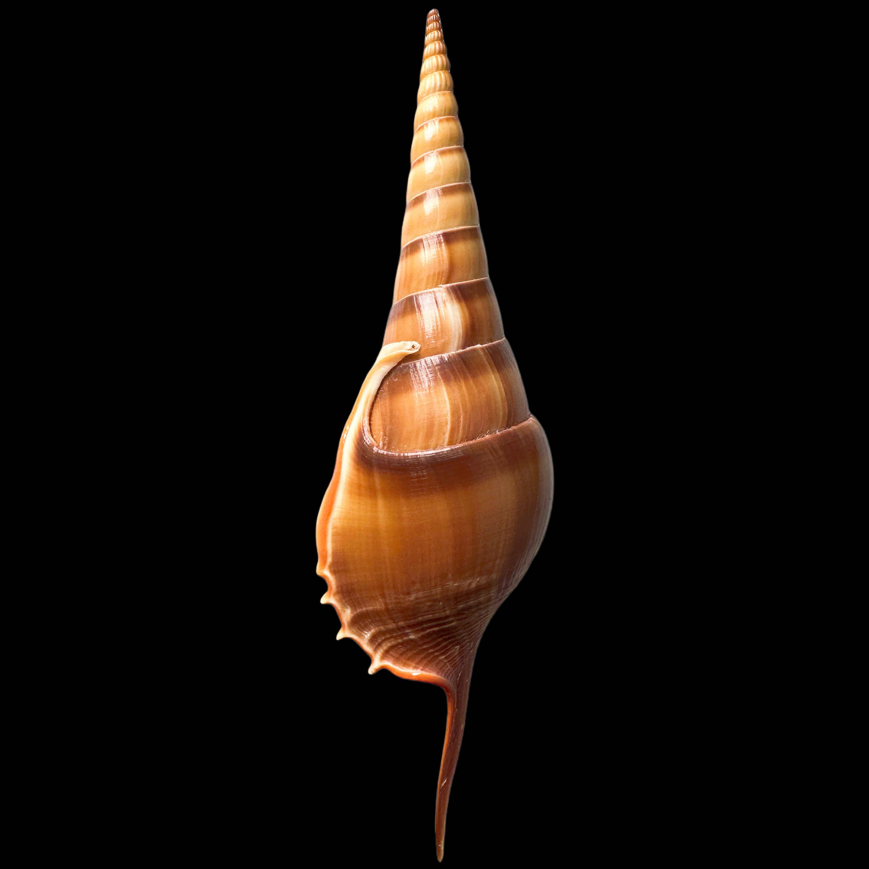 【阿拉伯短鼻螺】129.2mm 大尺寸！产地：印尼 贝壳A8