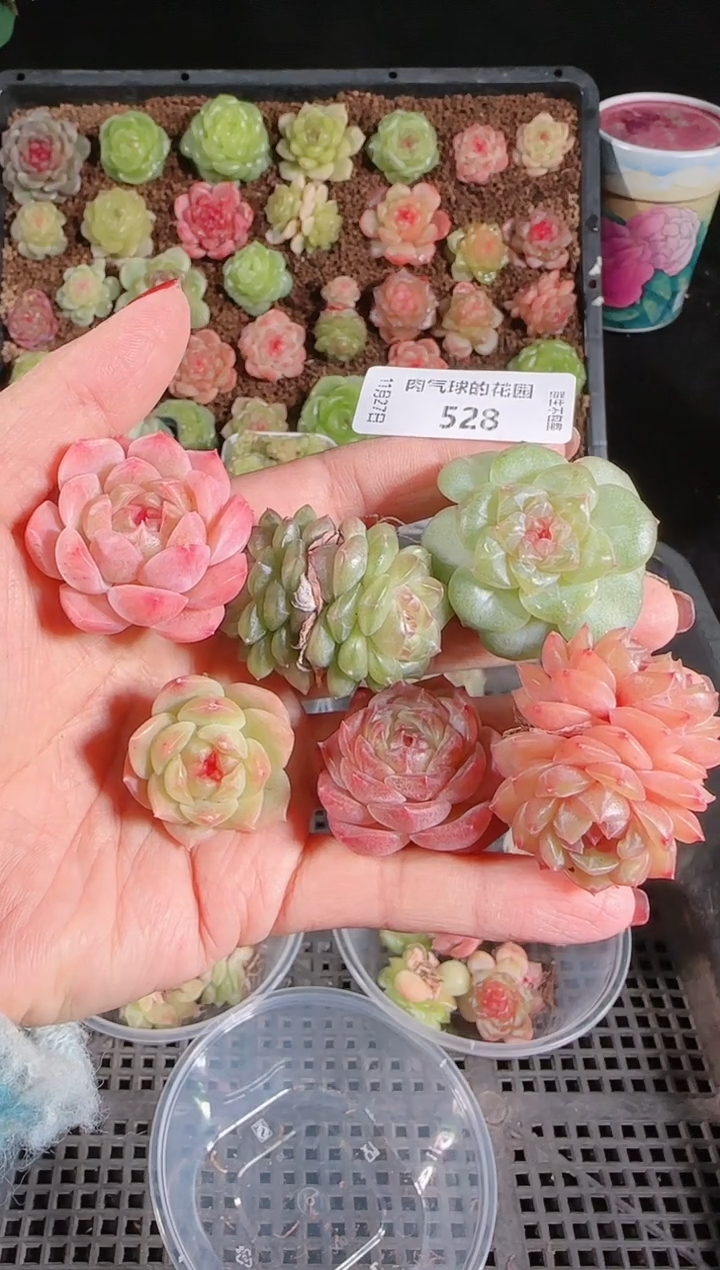 1127-528糖心组合6颗群生不包整