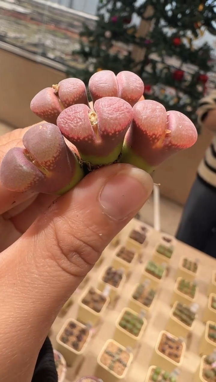 310多肉植物肉锥F系高端风铃一颗