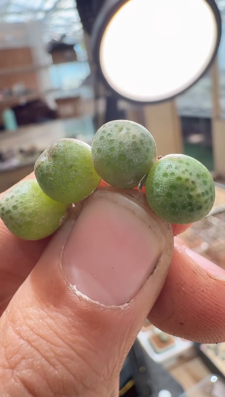 363多肉植物肉锥球形斑马一颗