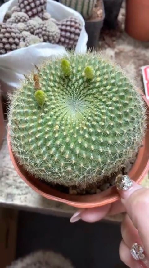 仙人球一物一拍链接