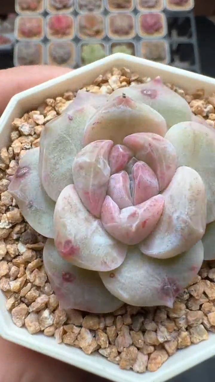 【闪购商品】873号珍妮多肉一物一拍3单包邮