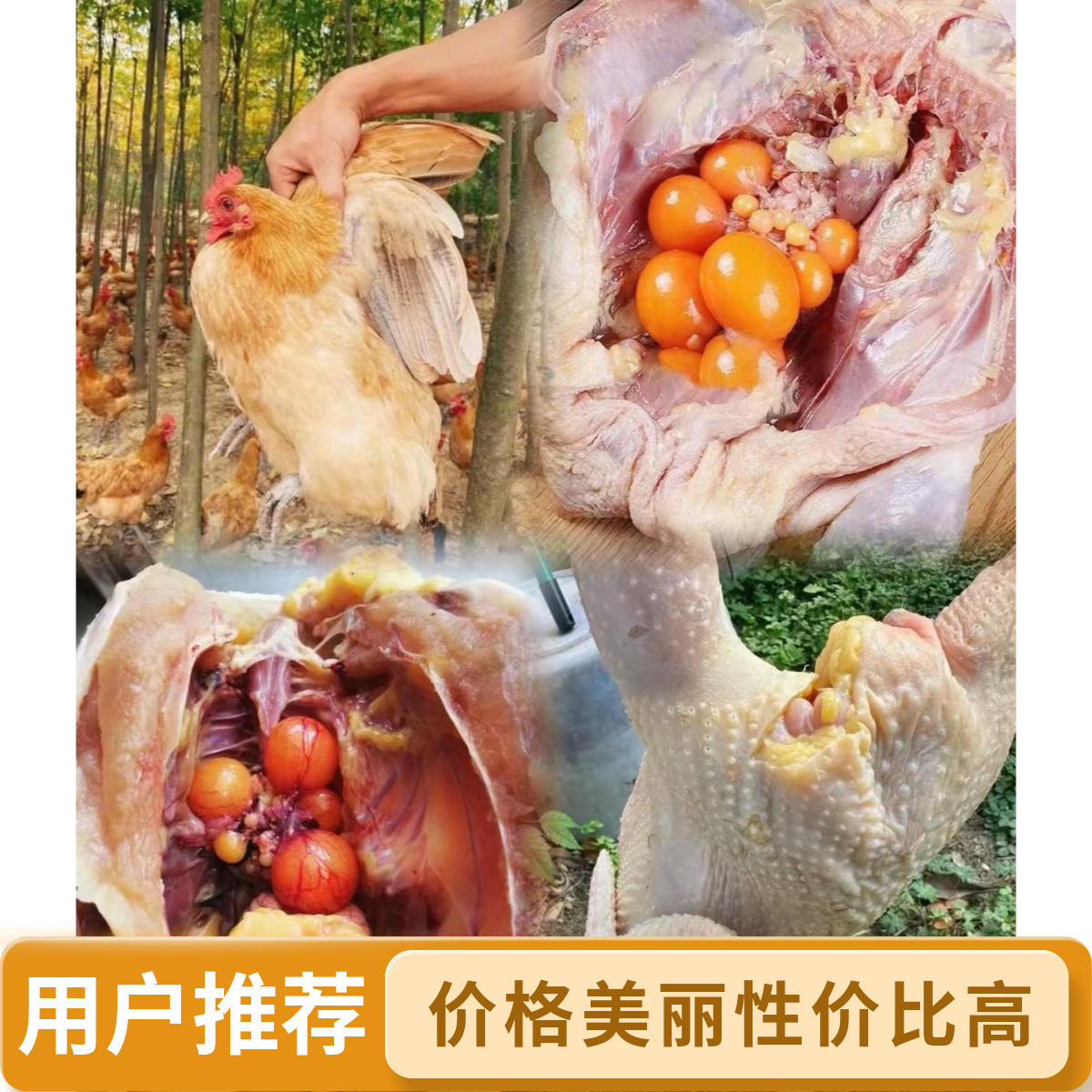 【四只次日达】南山散养700天滋补黄皮黄油老母鸡现宰开膛