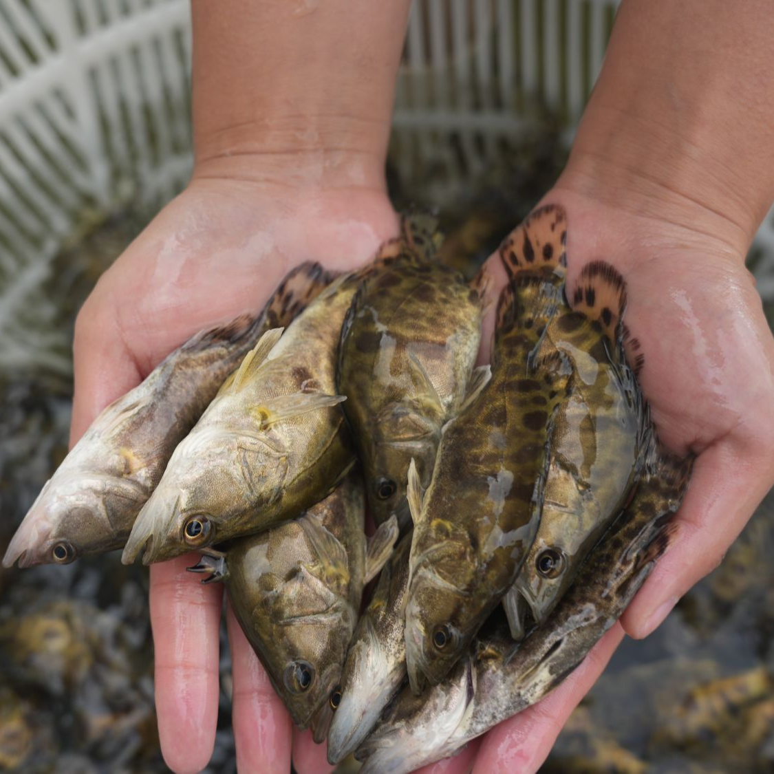 【活体】优质翘嘴鳜鱼 桂花鳜鱼 白鳜鱼 观赏鱼淡水冷水鱼 渔场直发