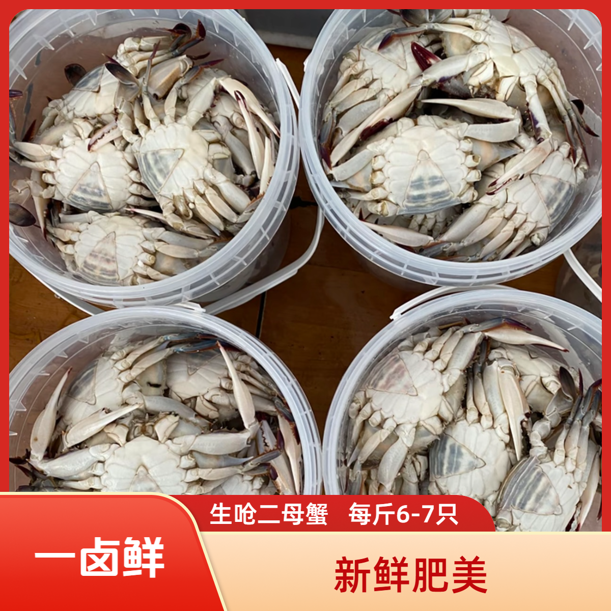 【羊口特色】 生呛二母蟹1.5斤/桶 每斤6到7只