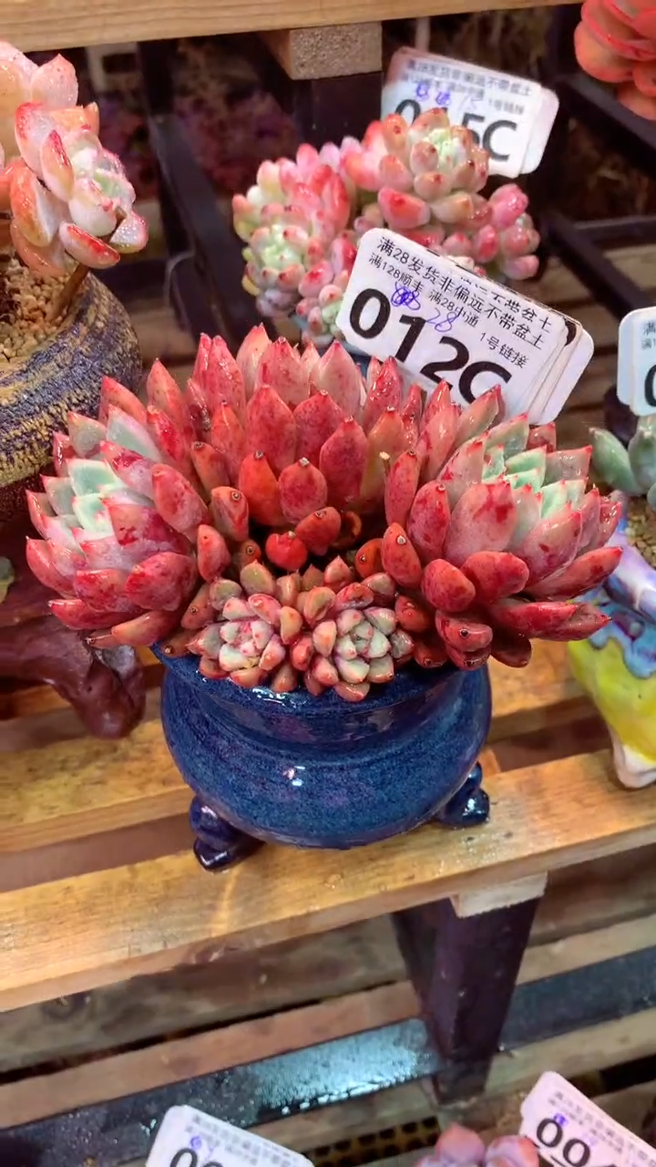 012C（一物一拍实付满28发货，默认不带盆土）