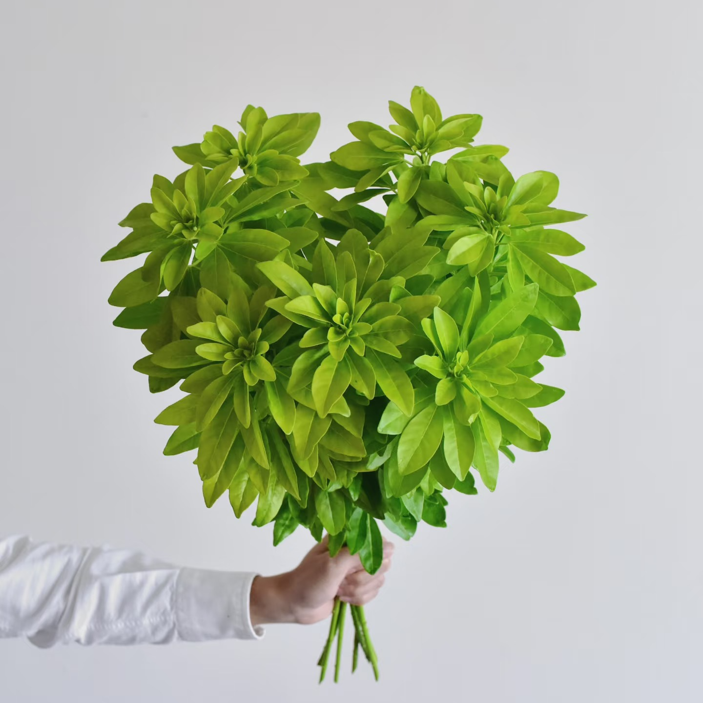 【墨西哥橘叶】花期长 新手友好   稀缺小众  鲜切花