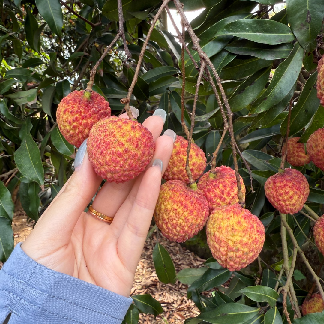 正宗桂味荔枝5斤当季新鲜水果现摘白糖妃子荔枝大果整箱冷链配送