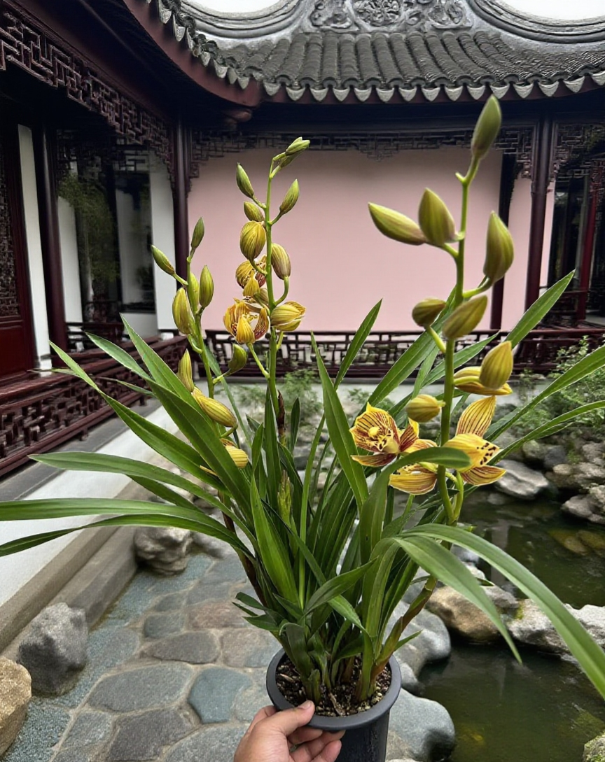 大花建兰（秋香）东方美人浓香型盆栽绿植花卉室内外好养四季开花