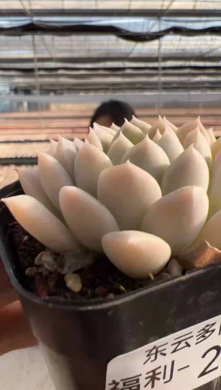 【闪购商品】福利款多肉-220