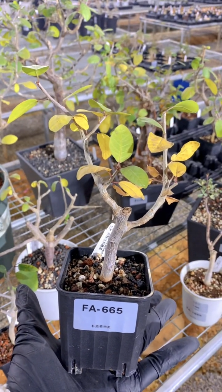 【闪购商品】扦插舍特达利FA-665