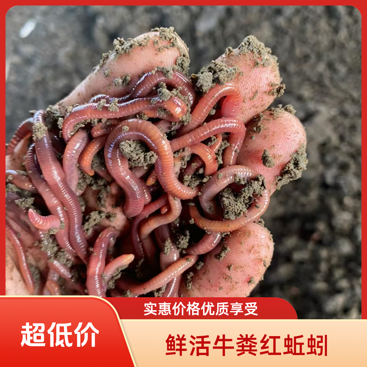 鲜活蚯蚓活饵野钓牛粪红蚯蚓