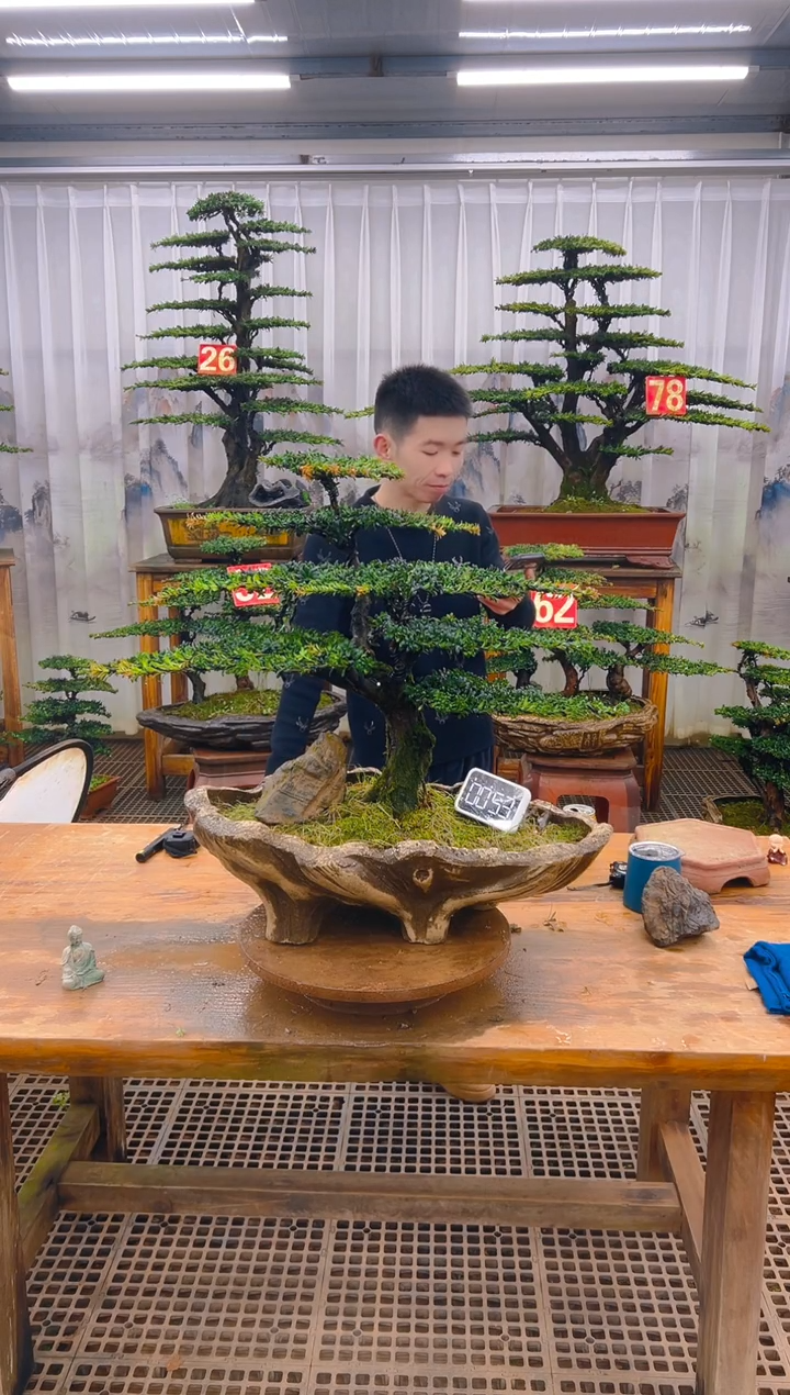 无花朵精品盆景直播间一物一拍