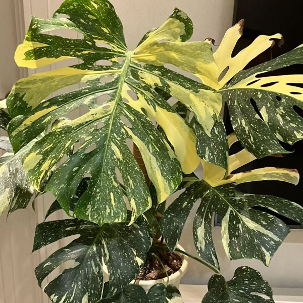 小短簧  默认叶损  弱锦