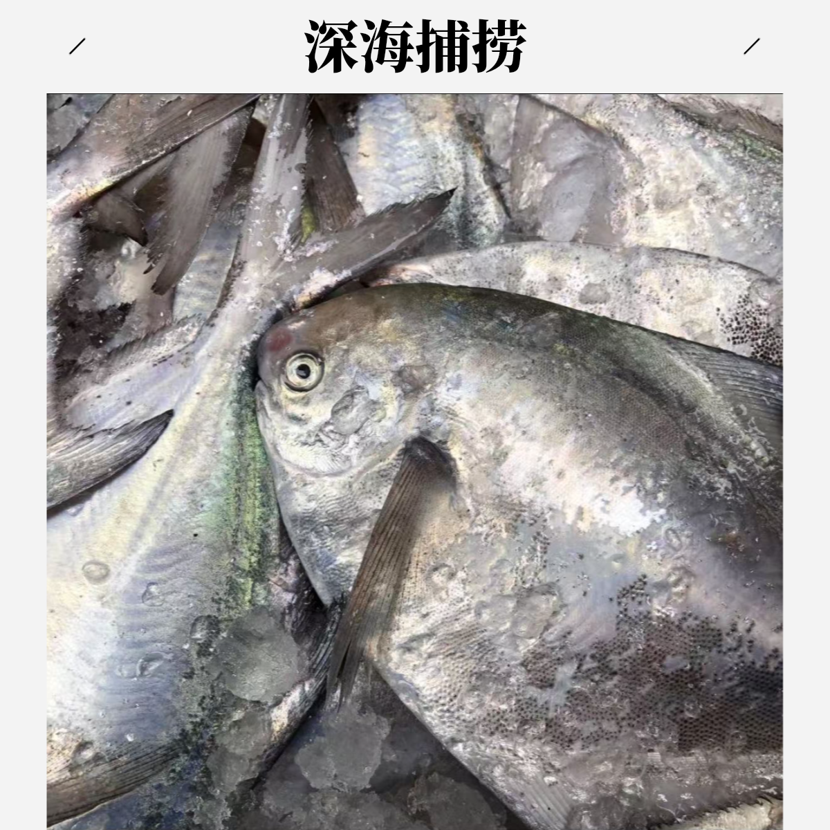 东海野生白鲳鱼 银鲳鱼 冰鲜发货 到手8条保净重3.2斤顺丰包邮