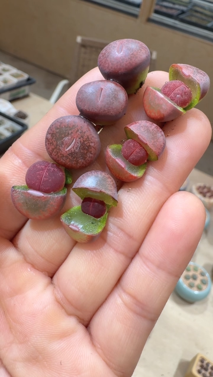 12-16多肉植物肉锥酱爆酒红一颗