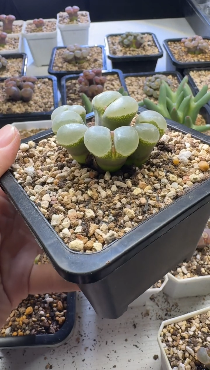 木*Q【天津专场】153多肉植物肉锥