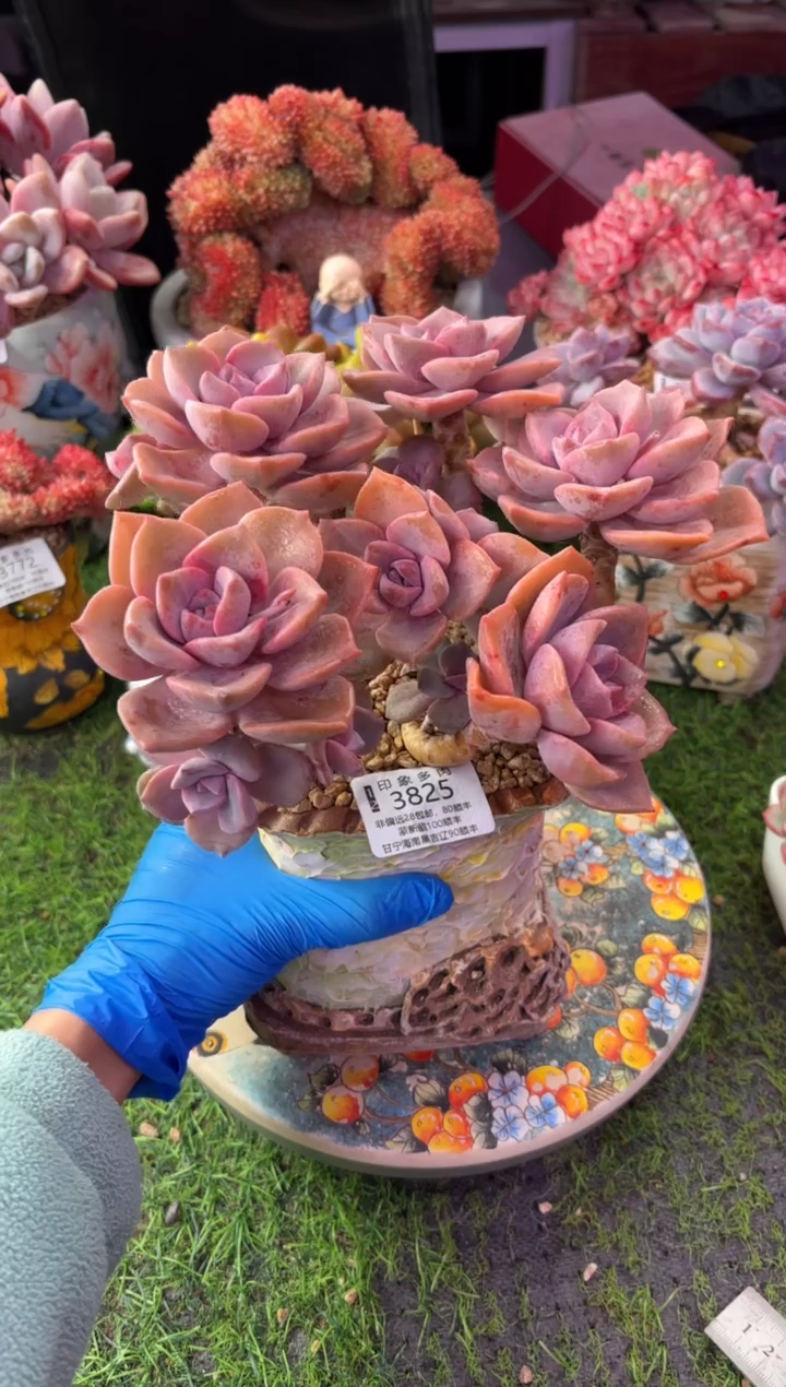 昆明印象多肉3825