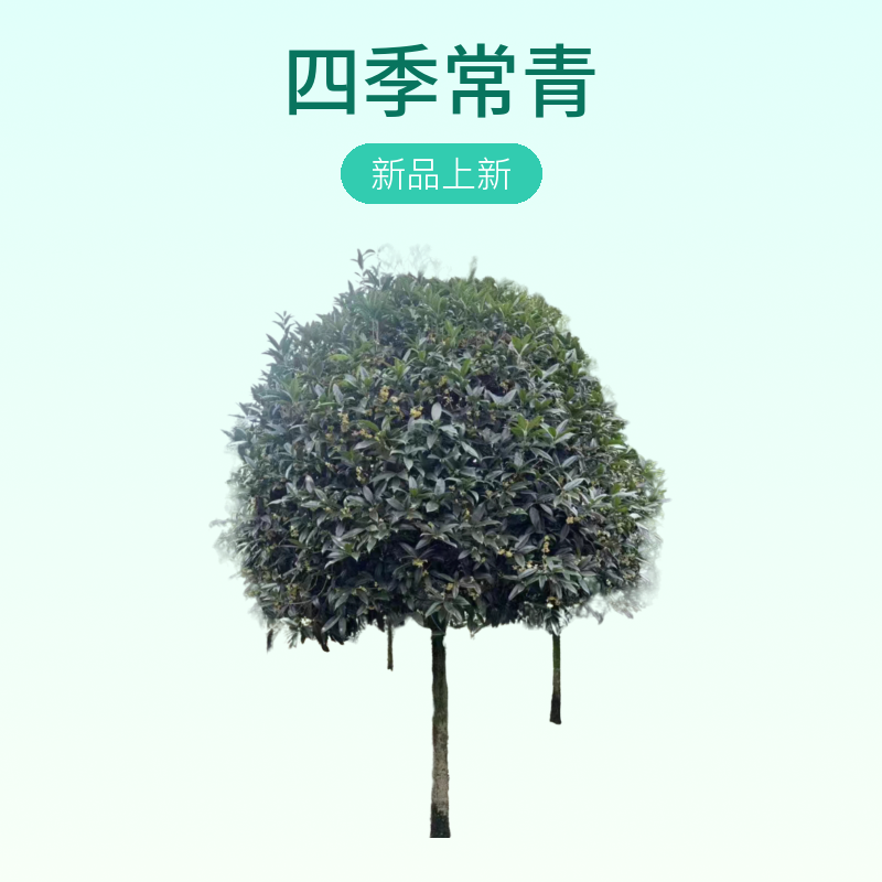 精品高杆金桂庭院桂花树四季常青装车付尾款