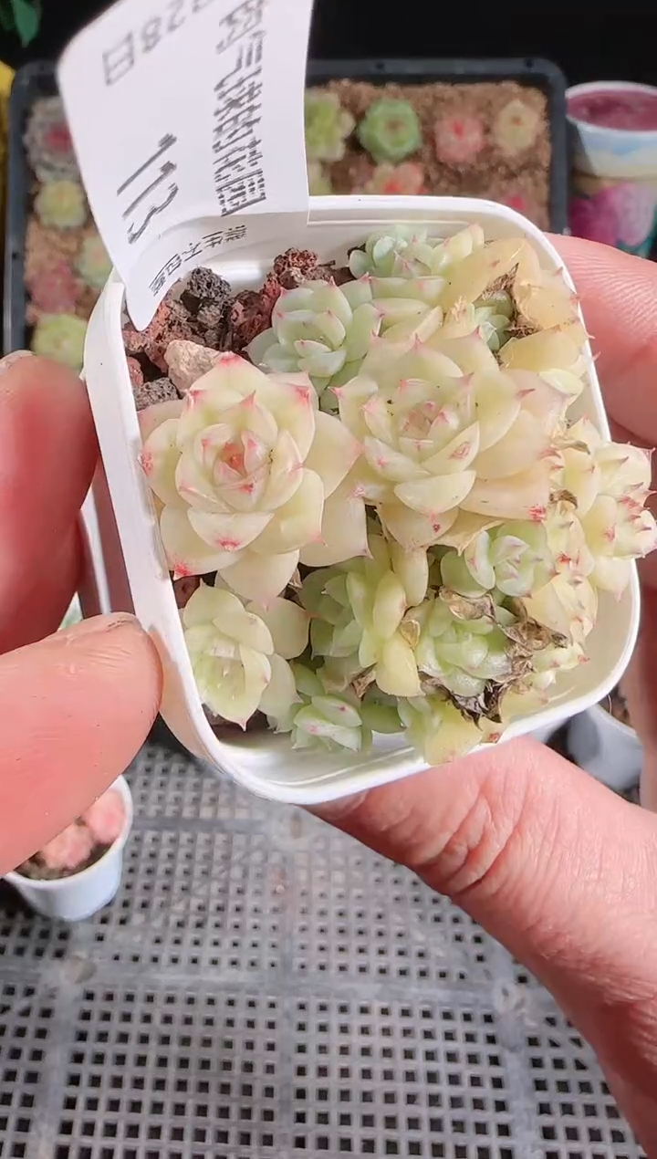 多肉1128-113群生不包整