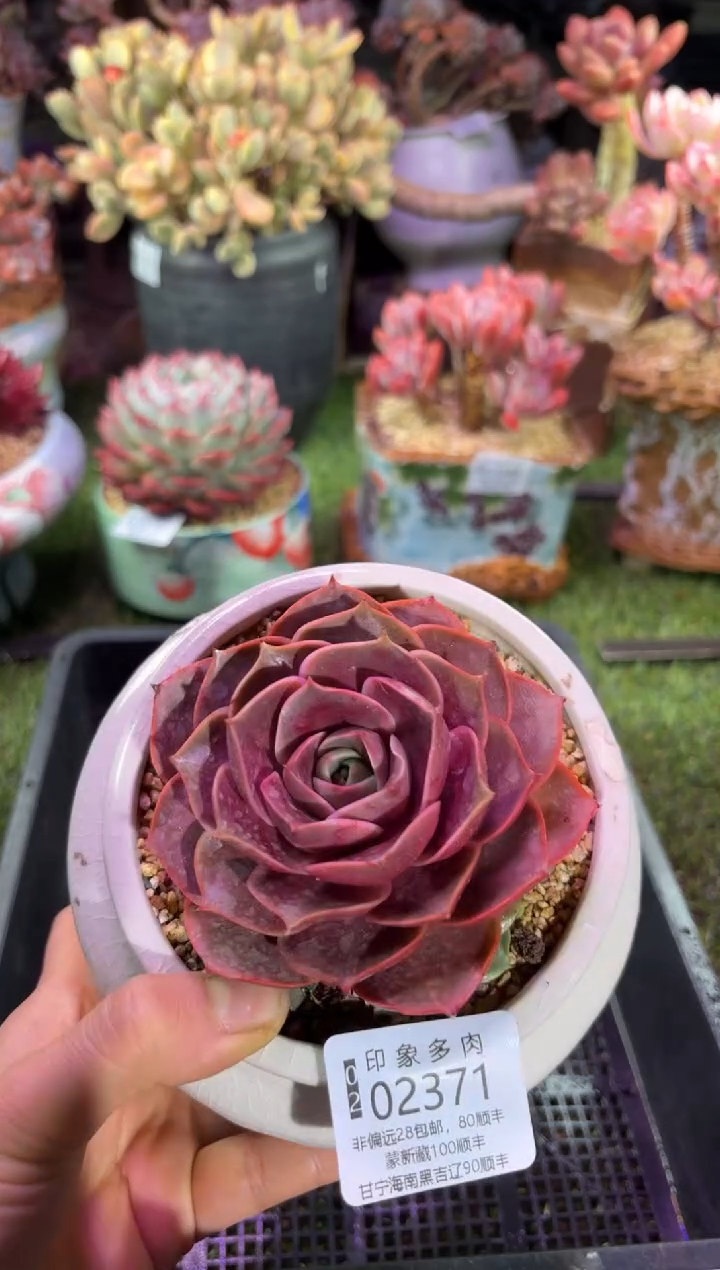 【闪购商品】02371