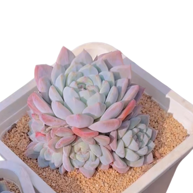 群生老冰玉 脱土(多肉植物)满19.9包邮 云南基地源头直发新手好养