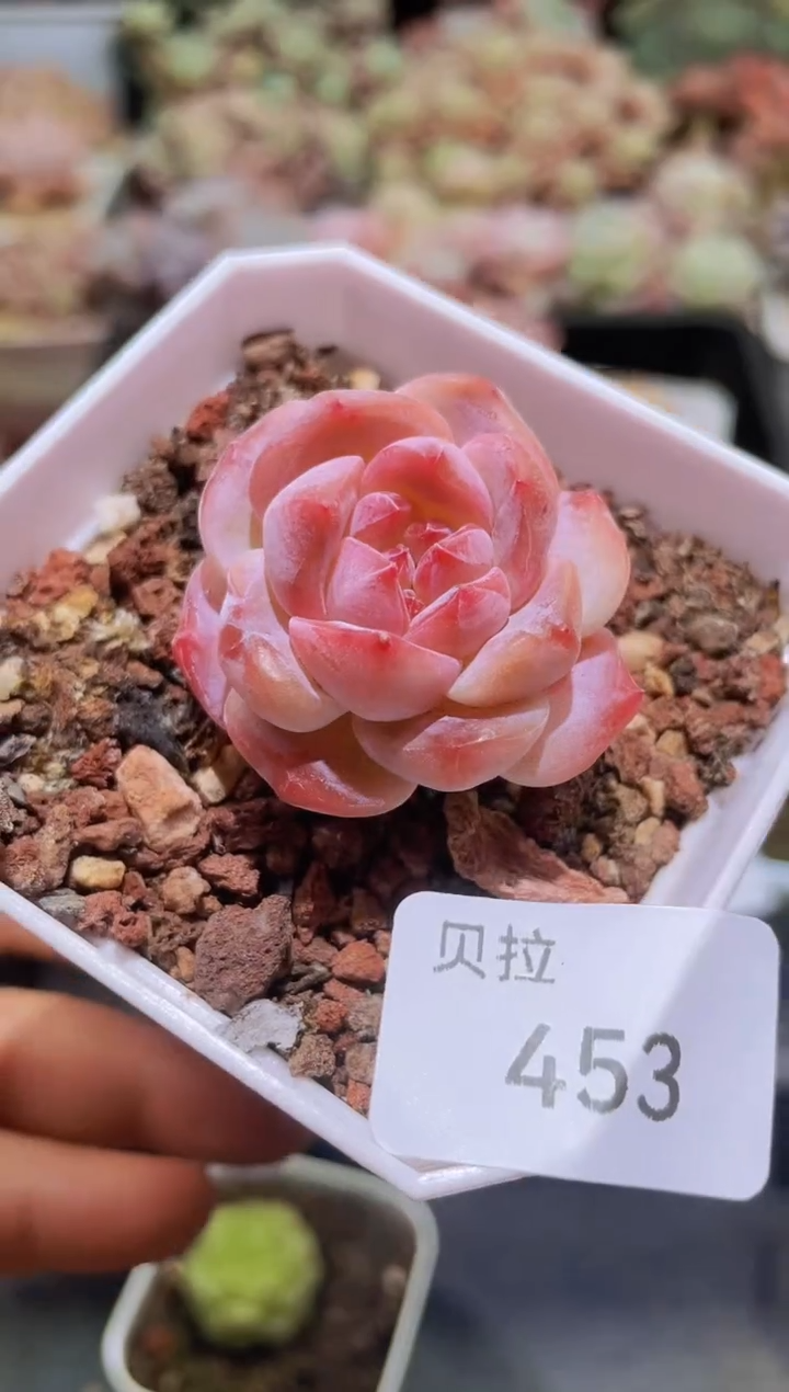 【闪购商品】453石榴冰魄