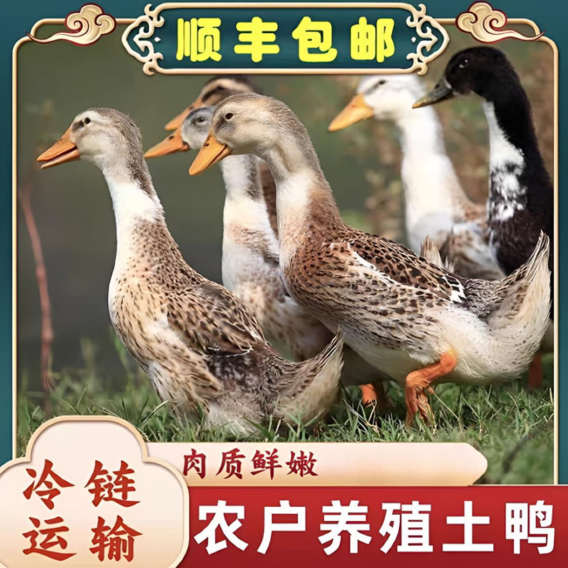【拍三只送一只】农家散养土麻鸭【无掌无翅无内脏】急速锁鲜发货TX